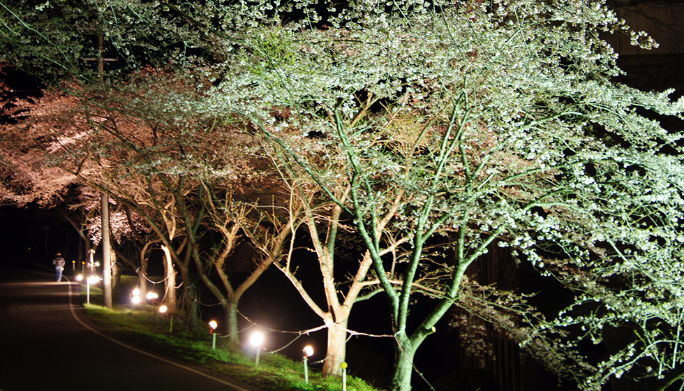 佐渡金山桜並木ライトアップ　
