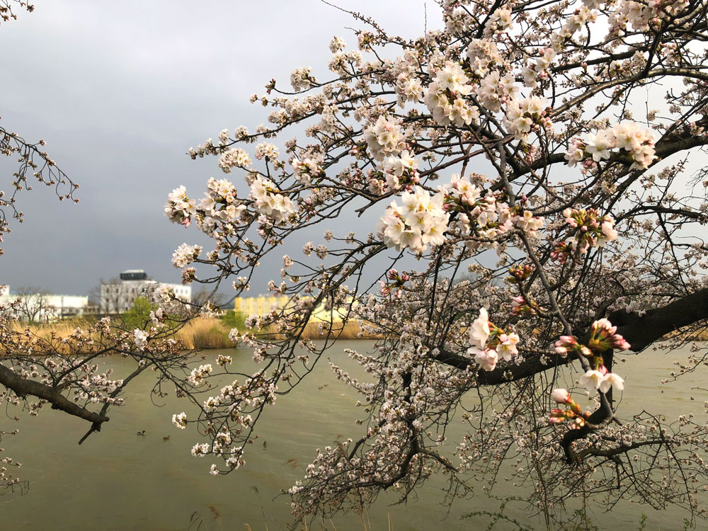 新潟とやの湖桜まつり　開花状況