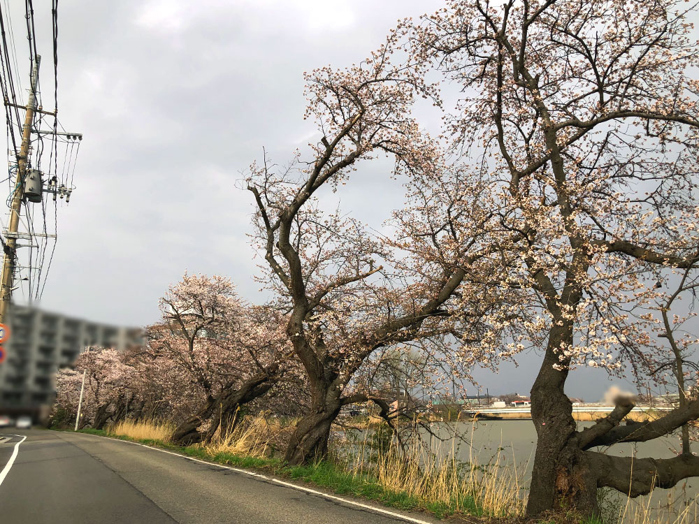 新潟とやの湖桜まつり　開花状況