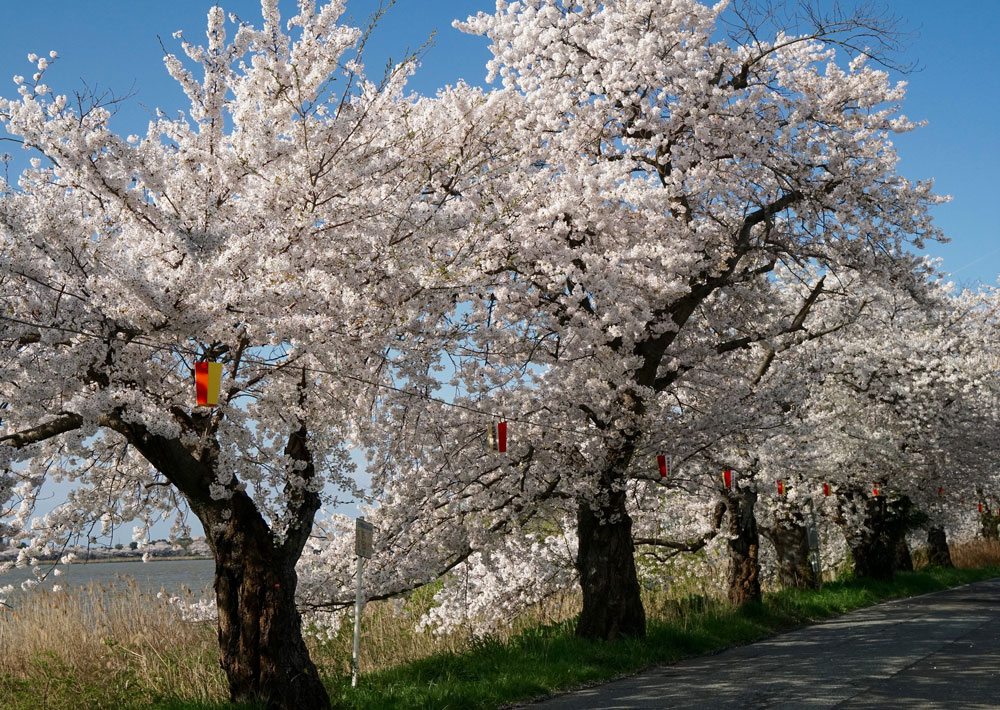 新潟とやの湖桜まつり　ぼんぼり
