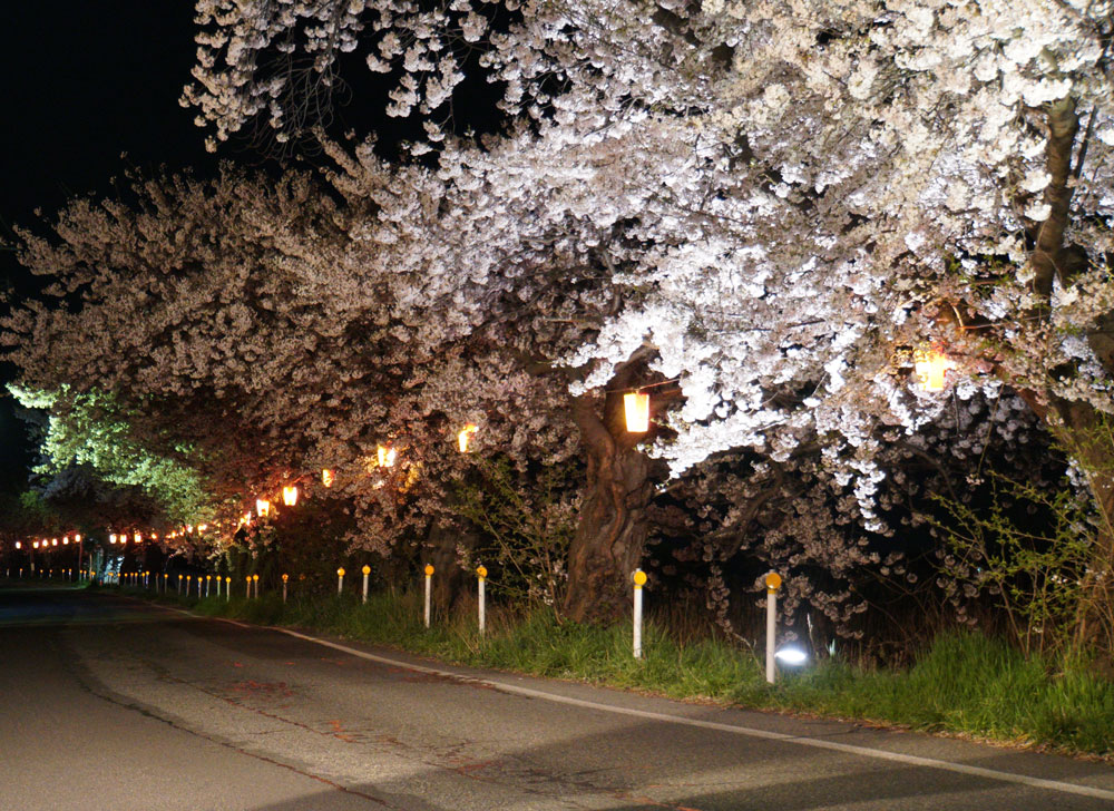 新潟とやの湖桜まつり　ライトアップ