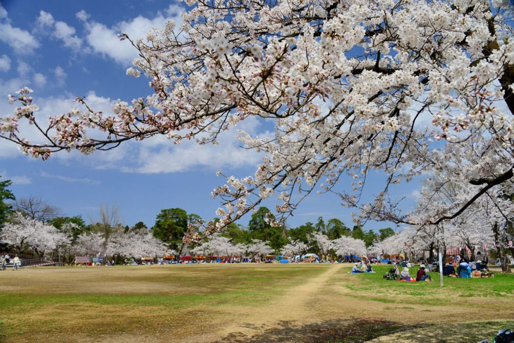 長岡観光ナビ提供　悠久山公園　桜