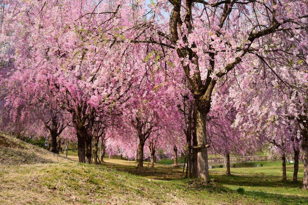 長岡観光ナビ提供　悠久山公園　桜