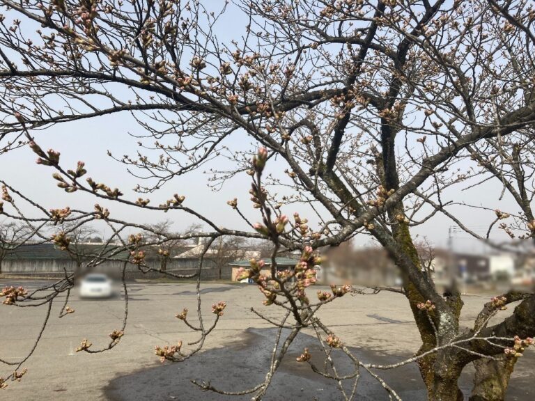 悠久山公園　桜
