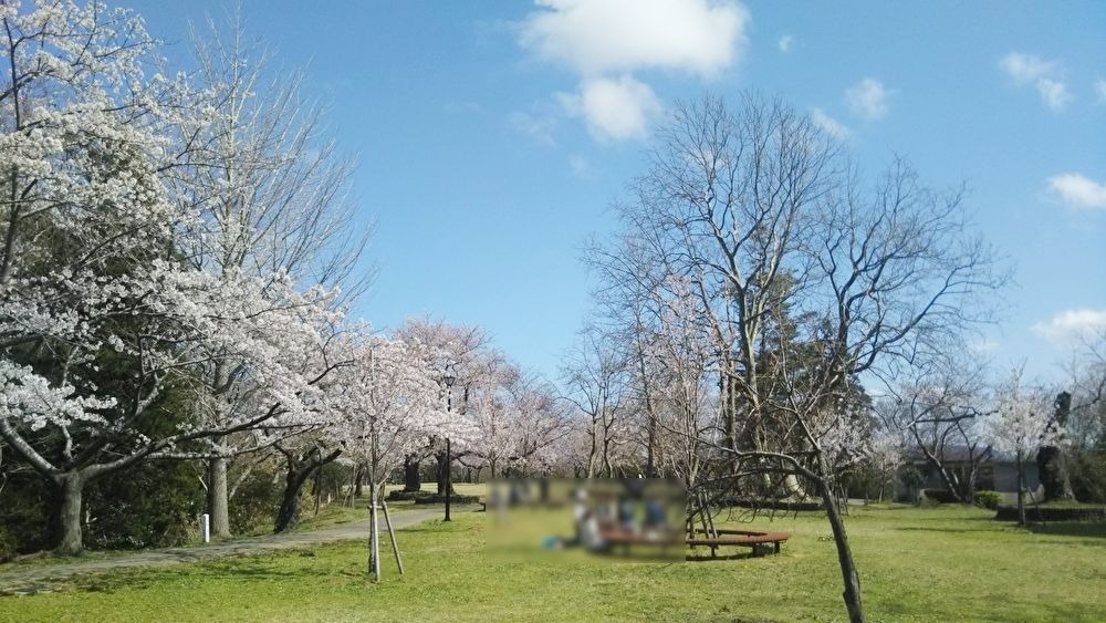 赤坂山公園_桜