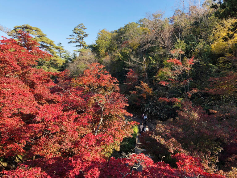 弥彦公園もみじ谷_紅葉