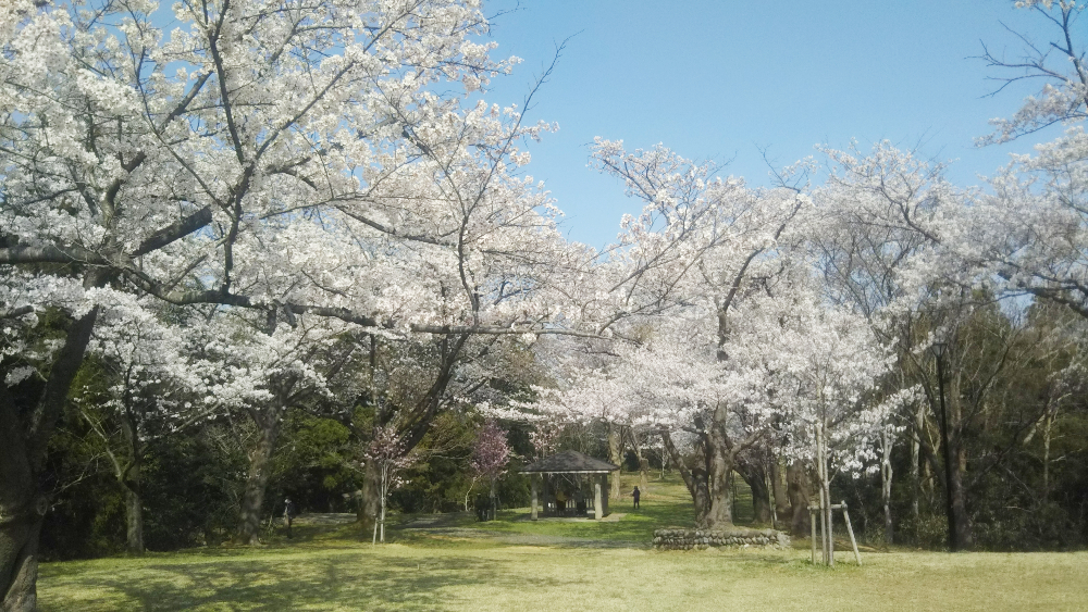 赤坂山公園_桜