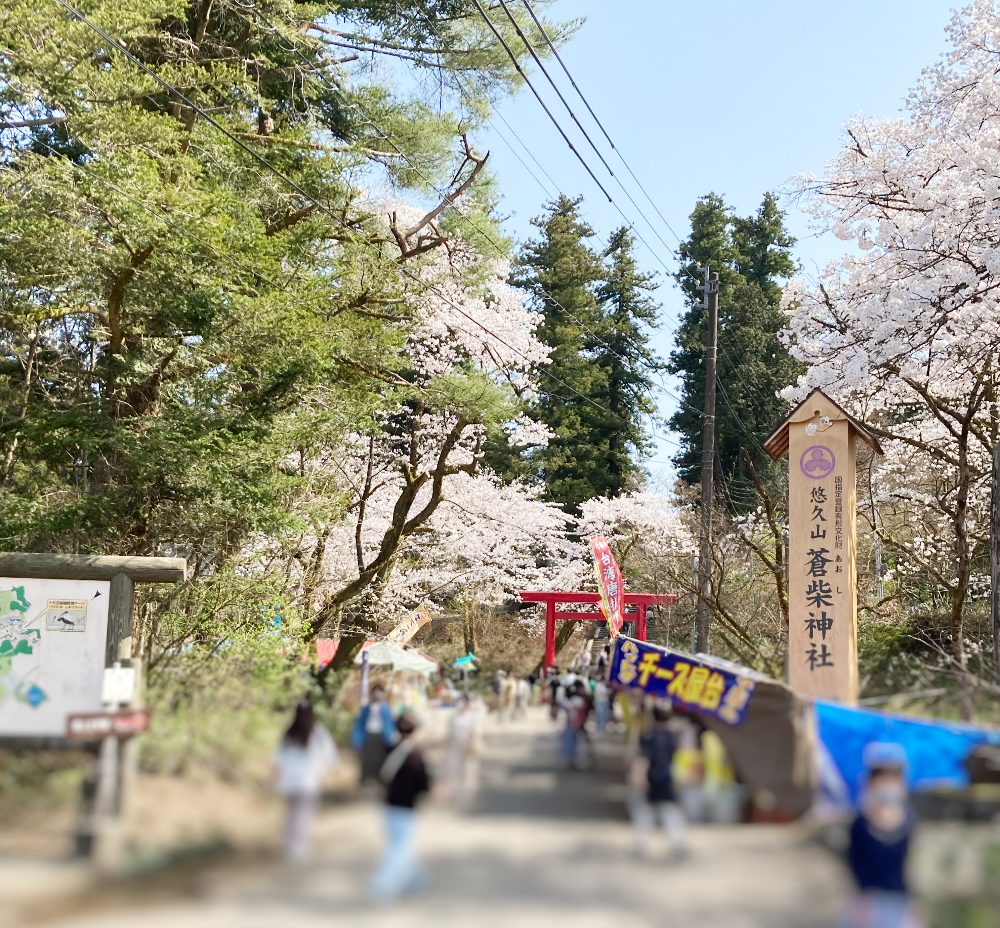 悠久山公園_桜