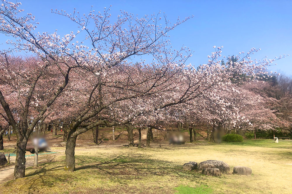 鳥屋野潟公園_桜の様子