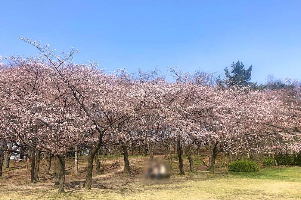 鳥屋野潟公園_桜の様子