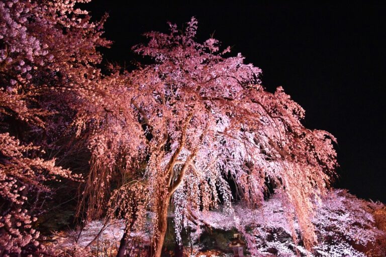 高田城址公園観桜会