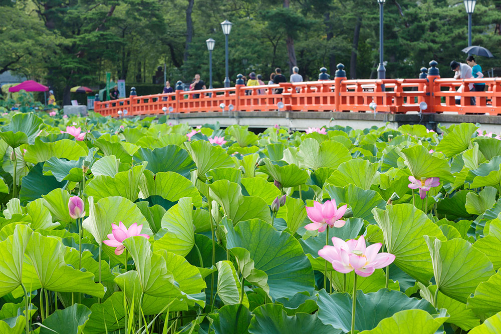 高田城址公園観蓮会