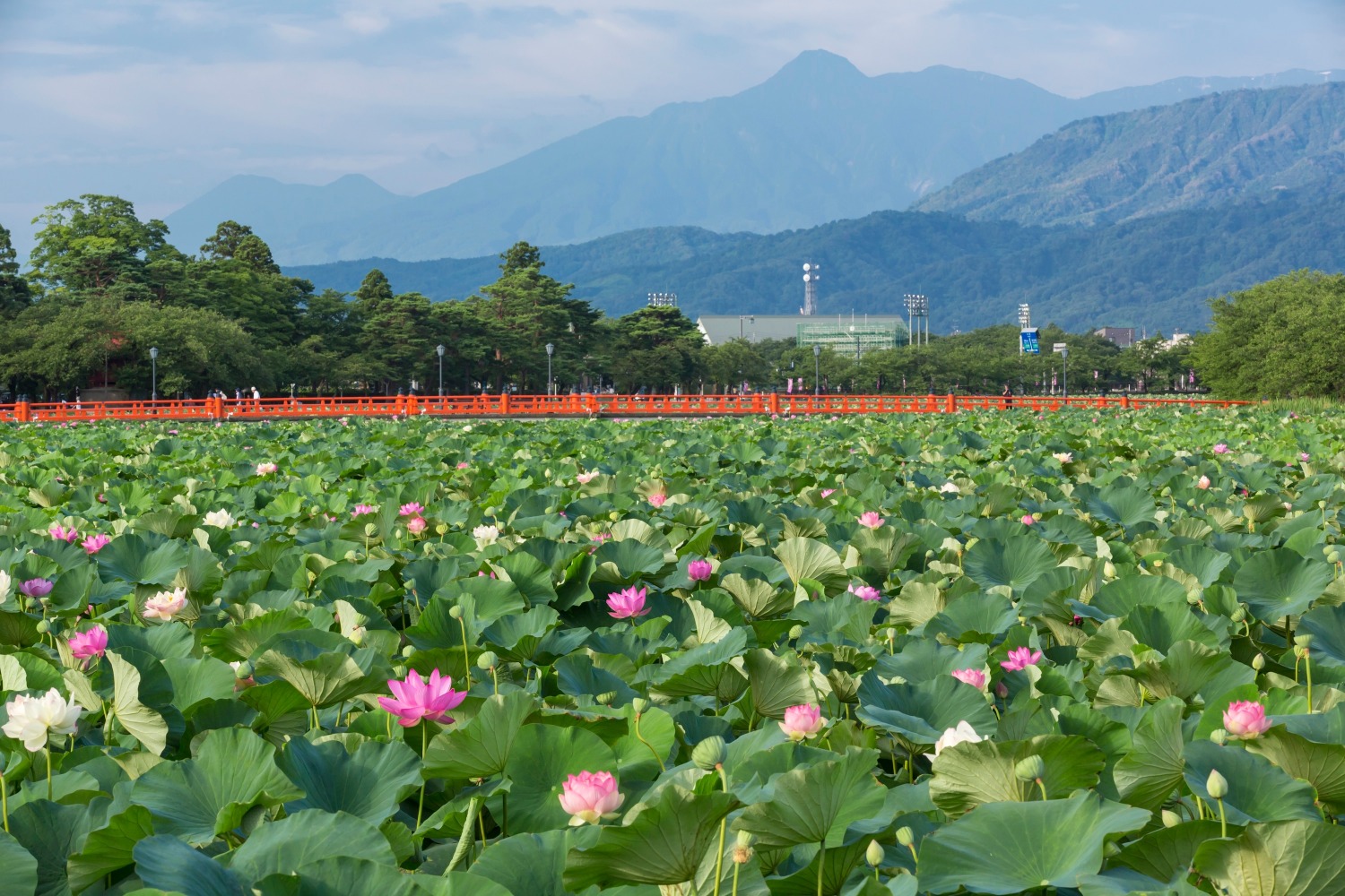 高田城址公園観蓮会