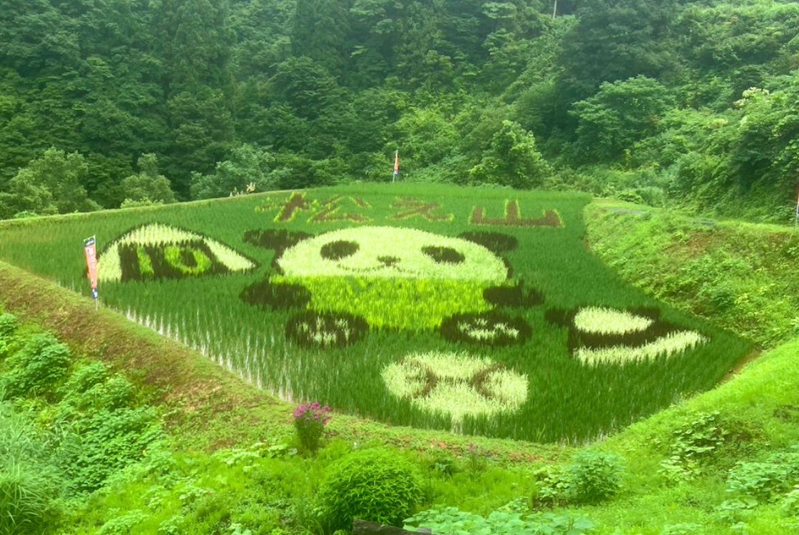 十日町市松之山の棚田アート_2024