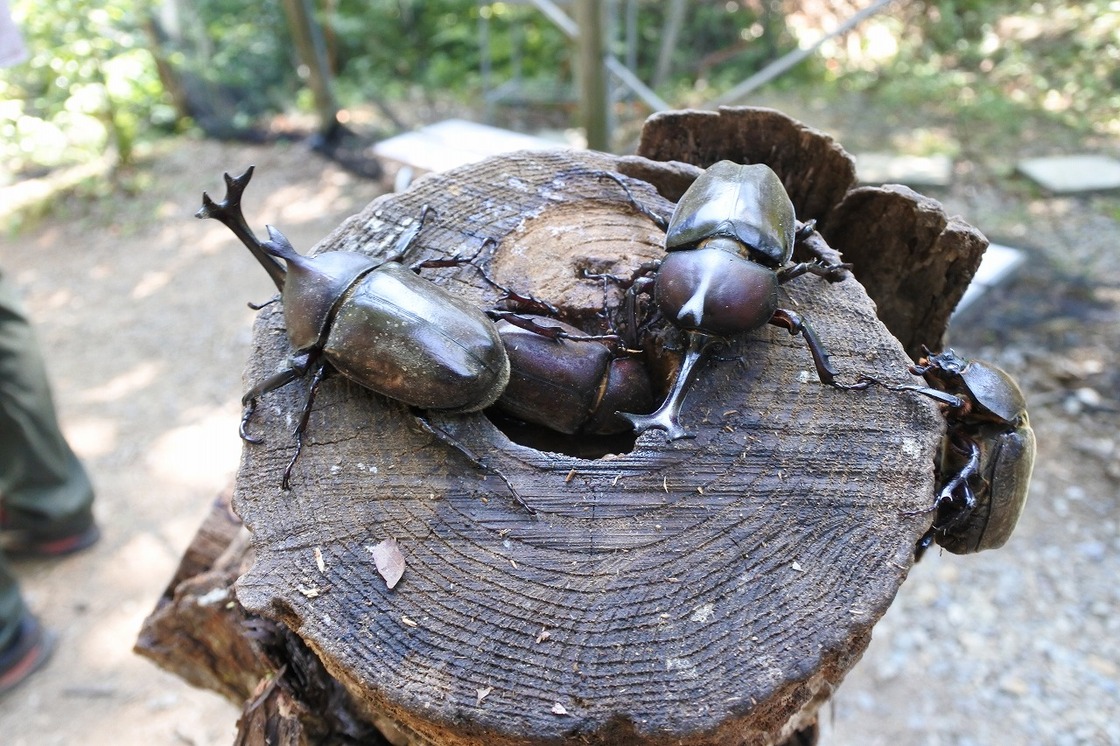 国営越後丘陵公園_カブトムシハウス