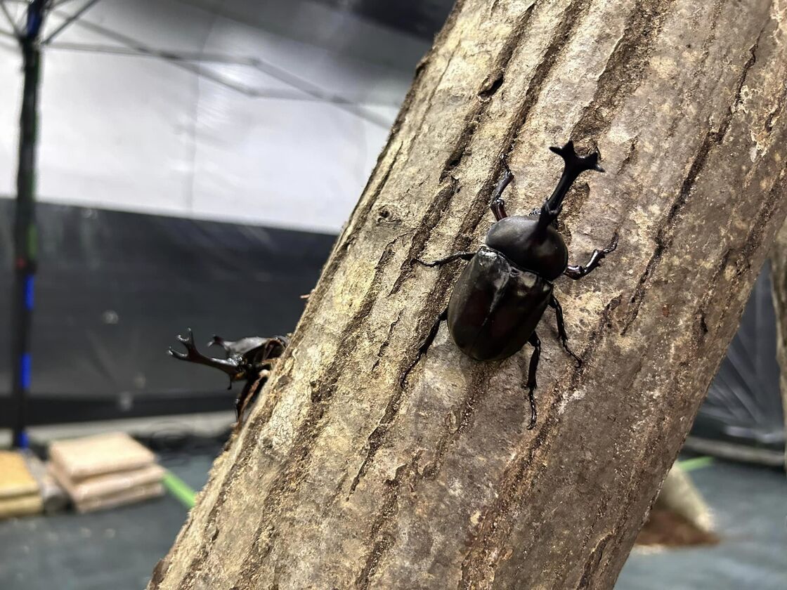 国営越後丘陵公園_カブトムシハウス