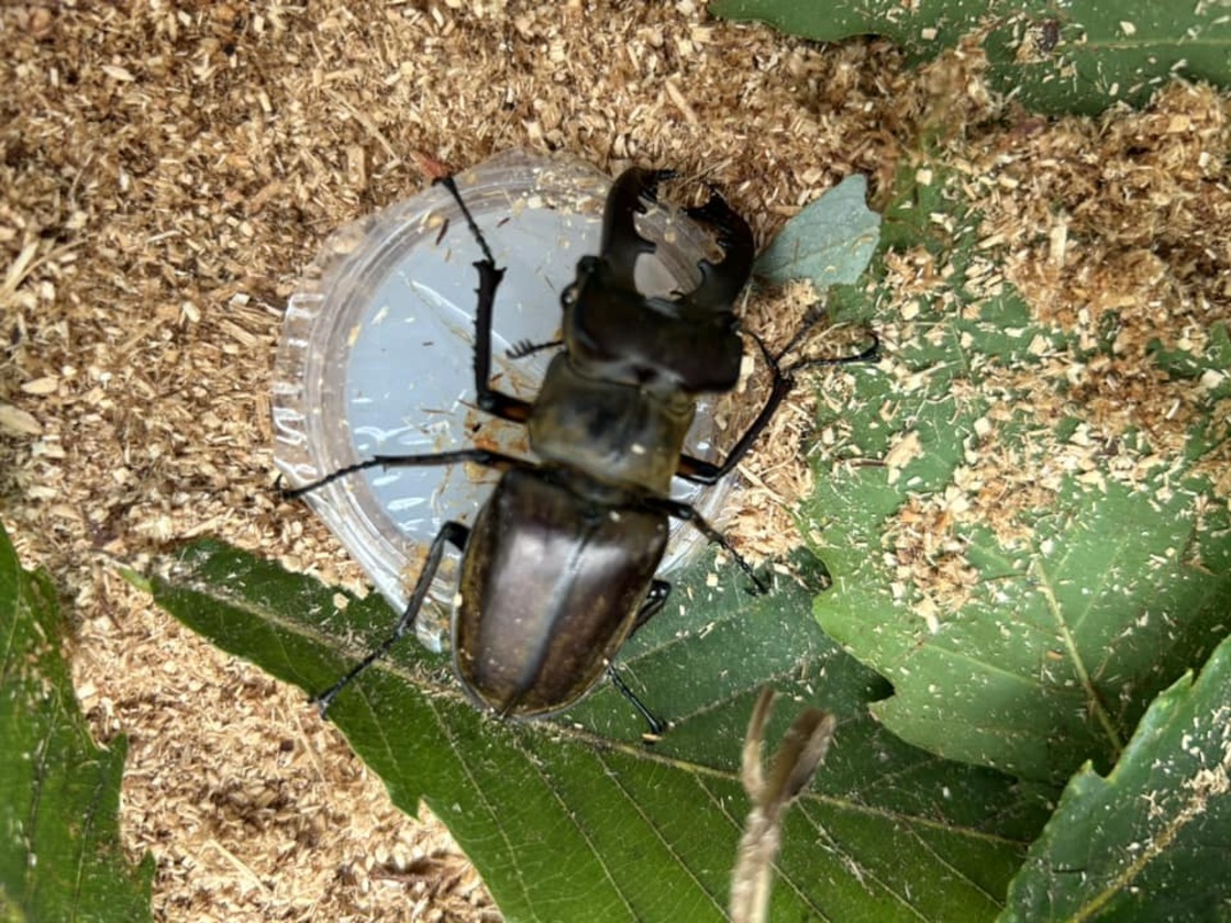 国営越後丘陵公園_カブトムシハウス