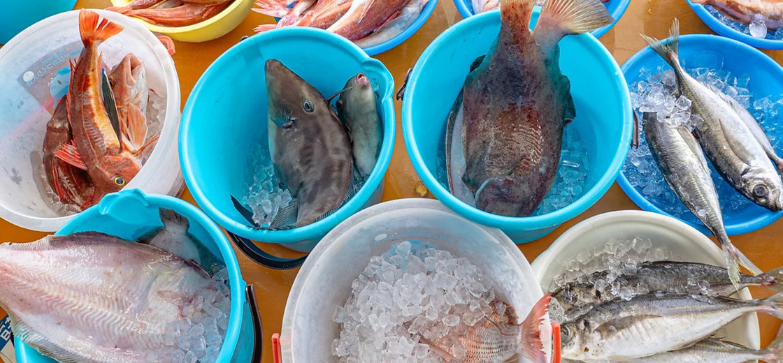 魚と漁師と遊ぼう　新潟市