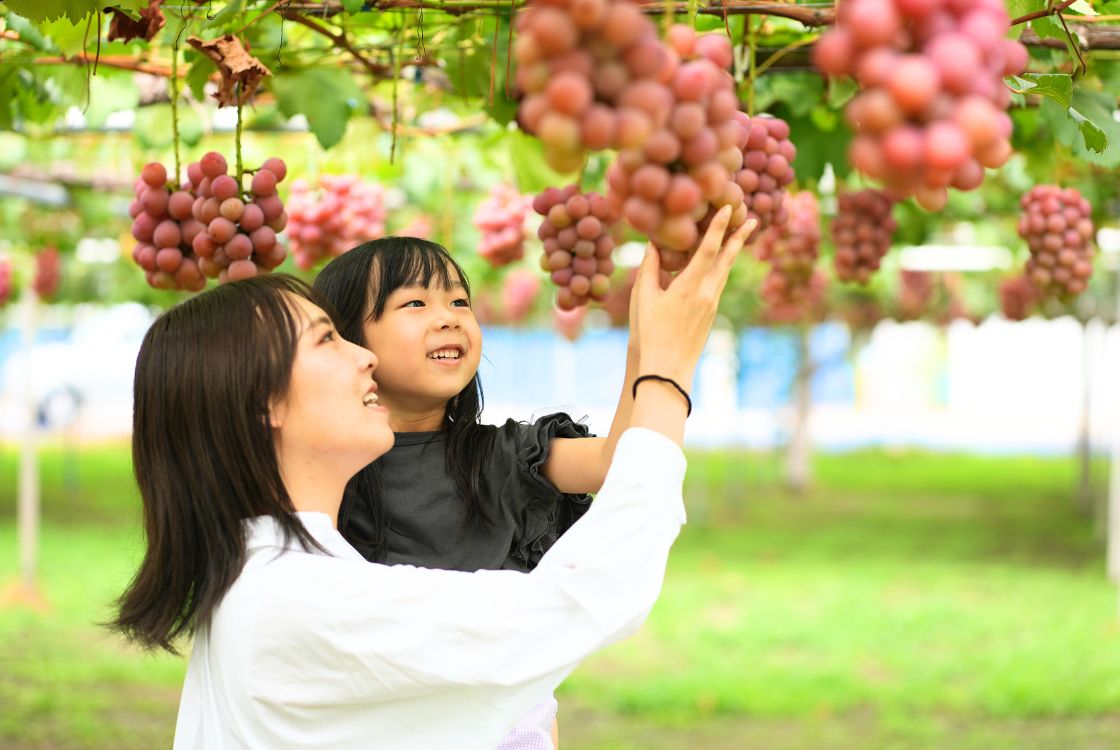 聖籠町_ぶどう狩り