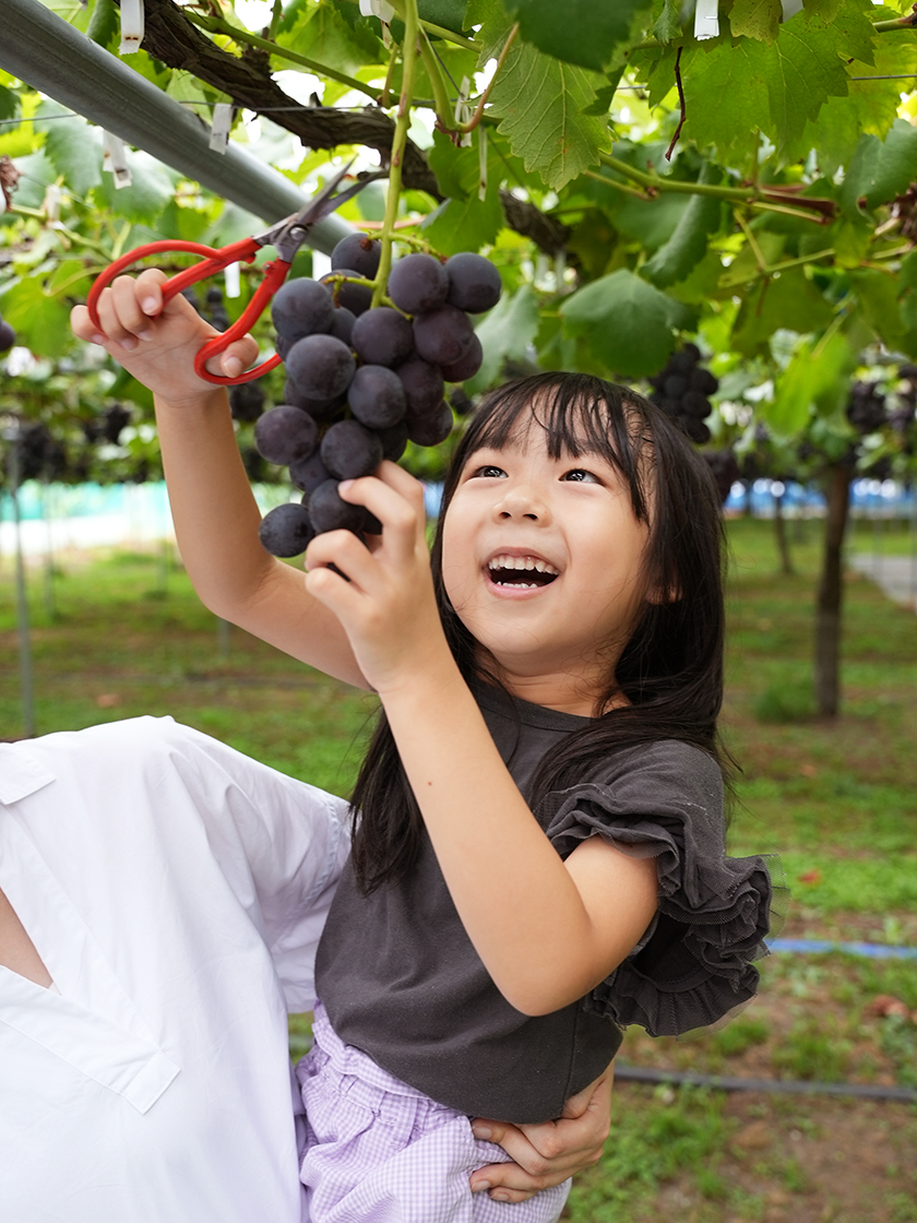 聖籠町ぶどう狩り