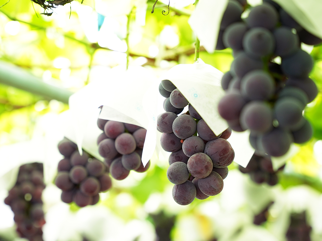 聖籠町ぶどう狩り