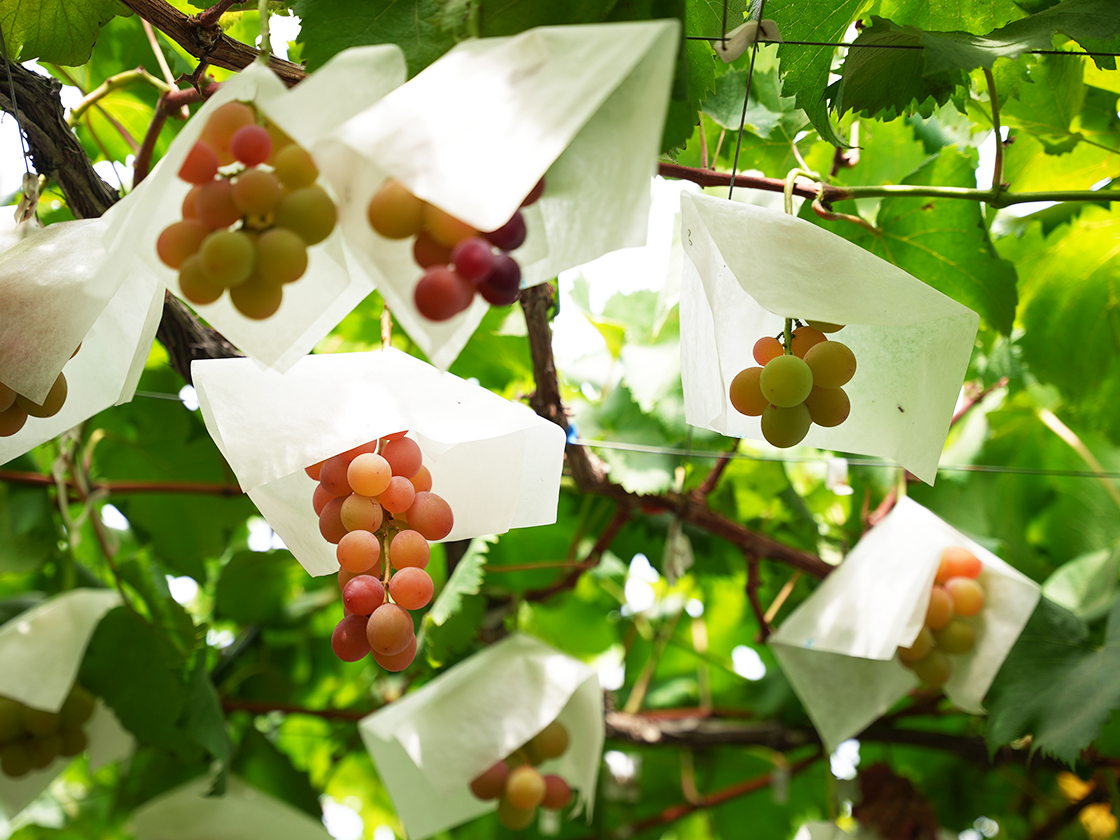 聖籠町ぶどう狩り