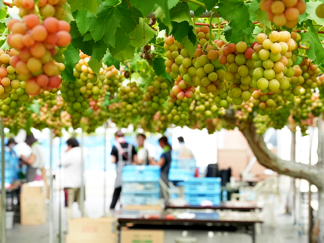聖籠町ぶどう狩り