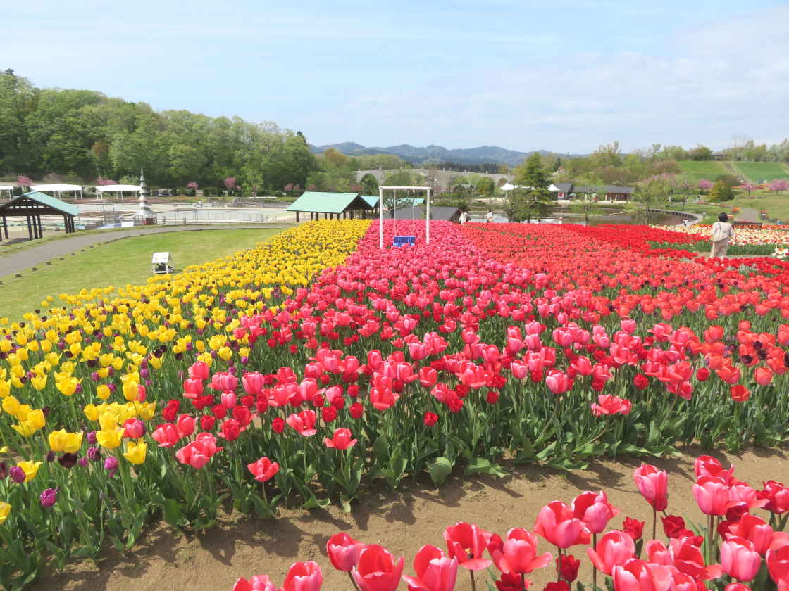 国営越後丘陵公園