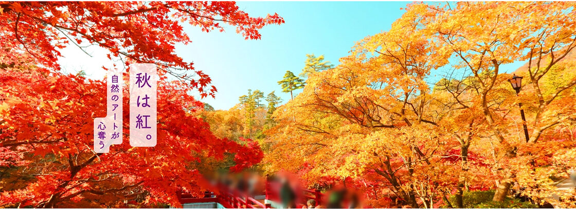 弥彦公園 もみじ谷ライトアップ