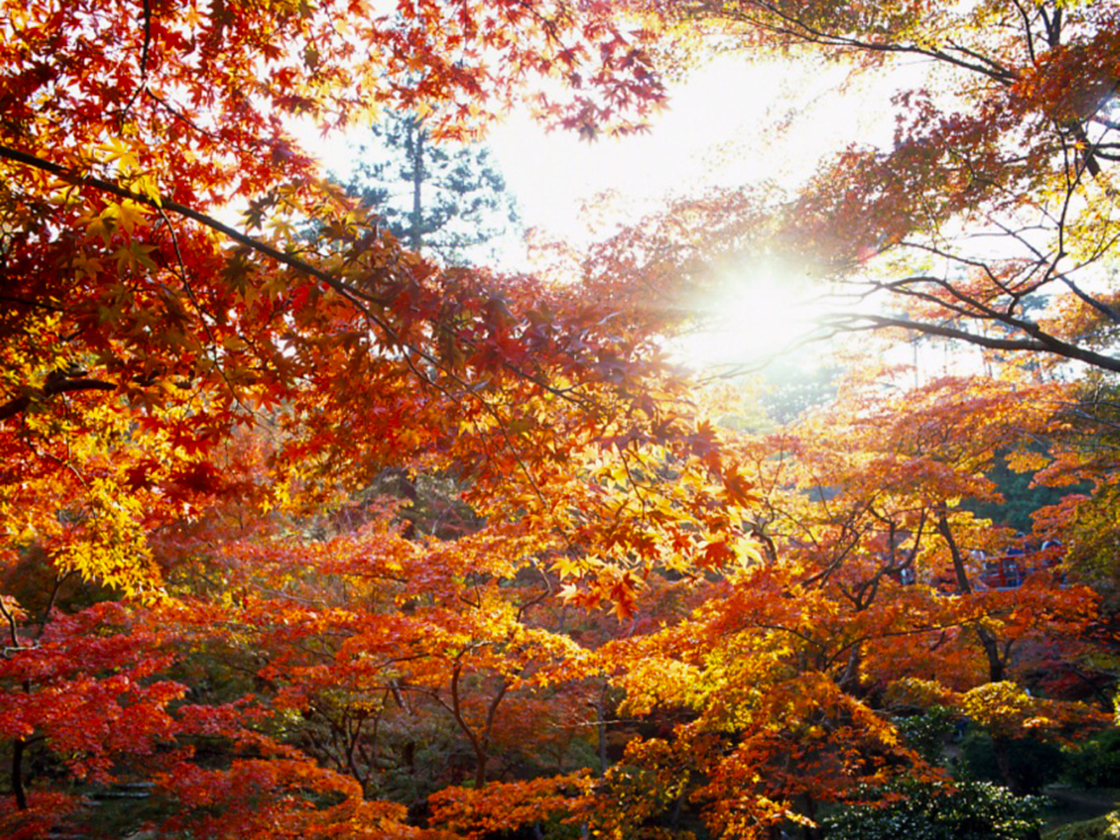 弥彦公園 もみじ谷ライトアップ