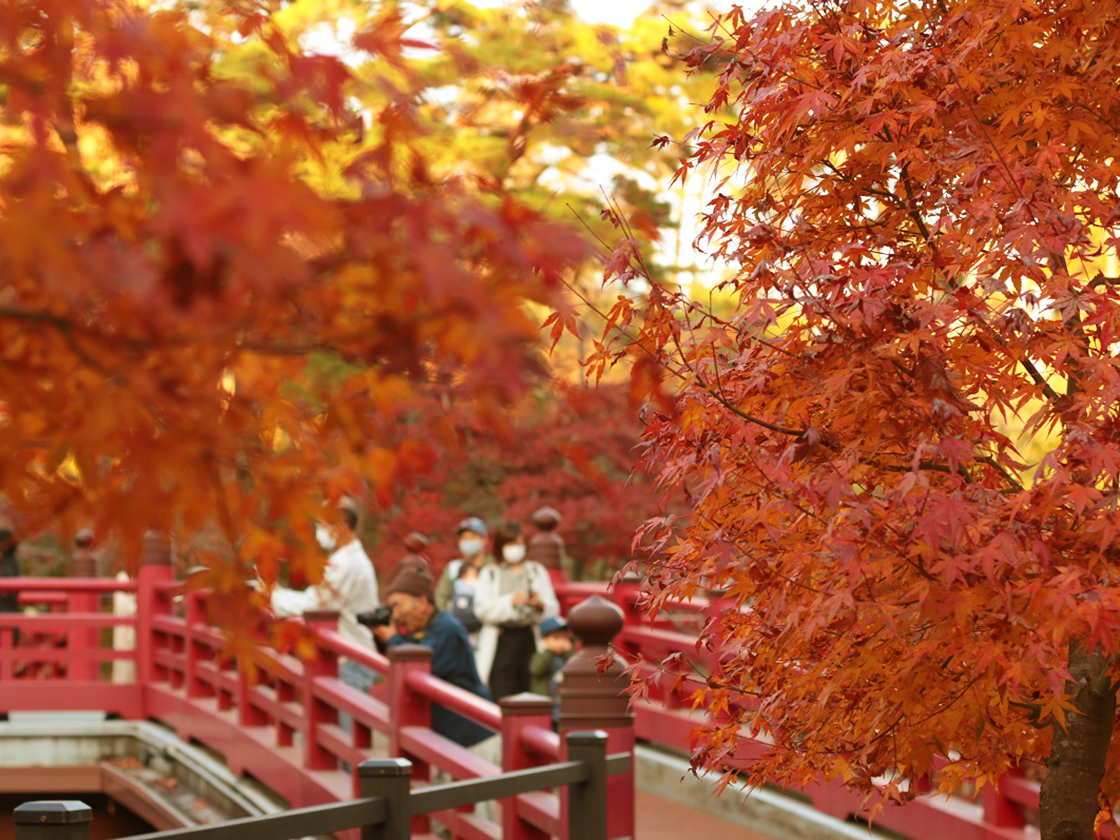 弥彦公園 もみじ谷ライトアップ