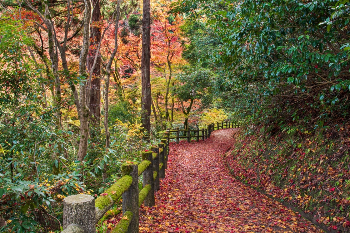 加茂山紅葉ライトアップ