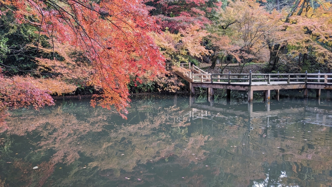 加茂山紅葉ライトアップ