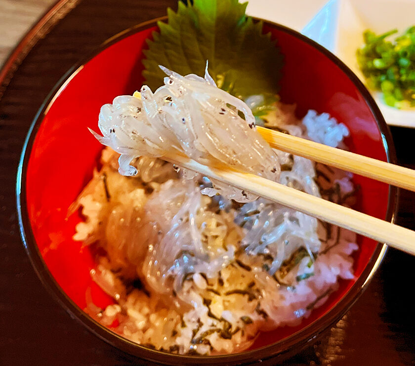 しらす丼屋 桔梗_生しらす丼