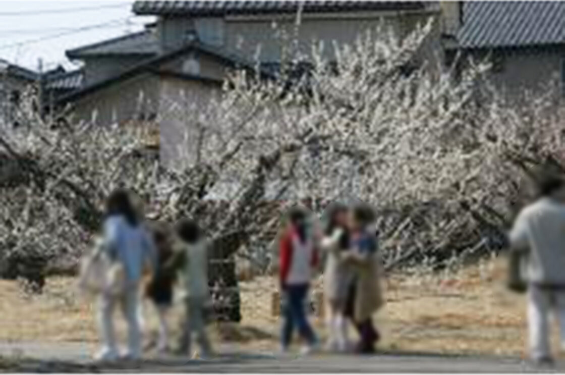 かめだ梅まつり