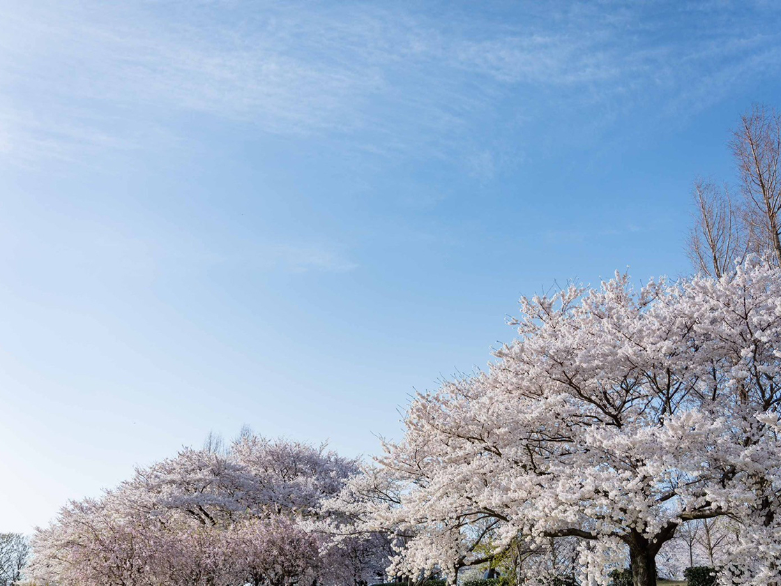 上堰潟桜まつり