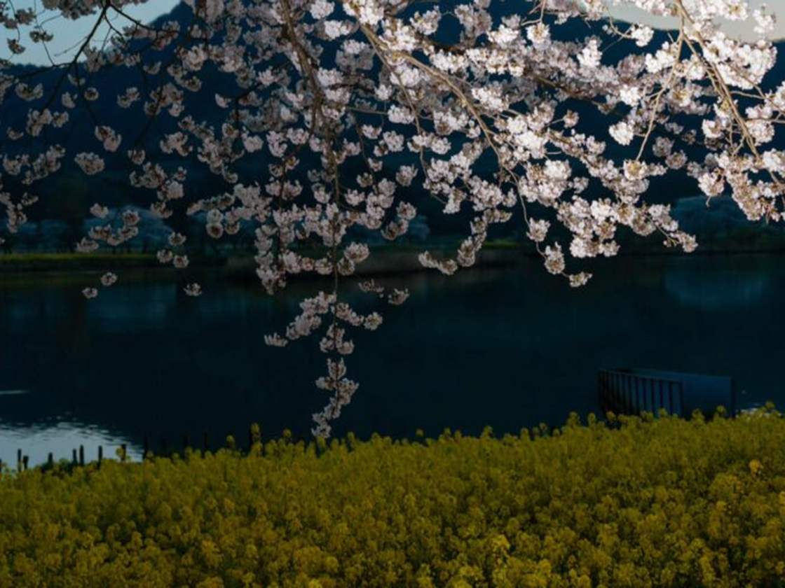 上堰潟桜まつり