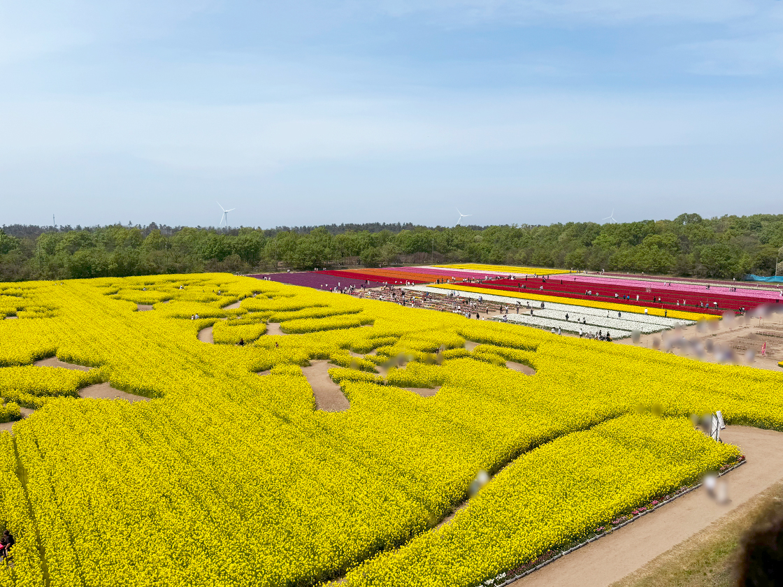 胎内市チューリップフェスティバル