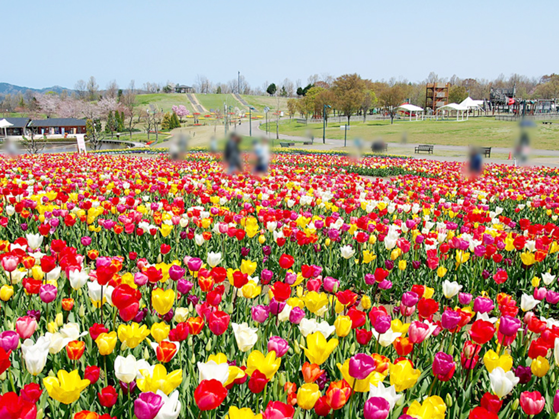 国営越後丘陵公園チューリップまつり
