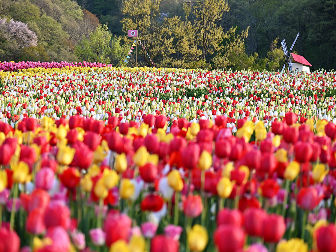 国営越後丘陵公園チューリップまつり