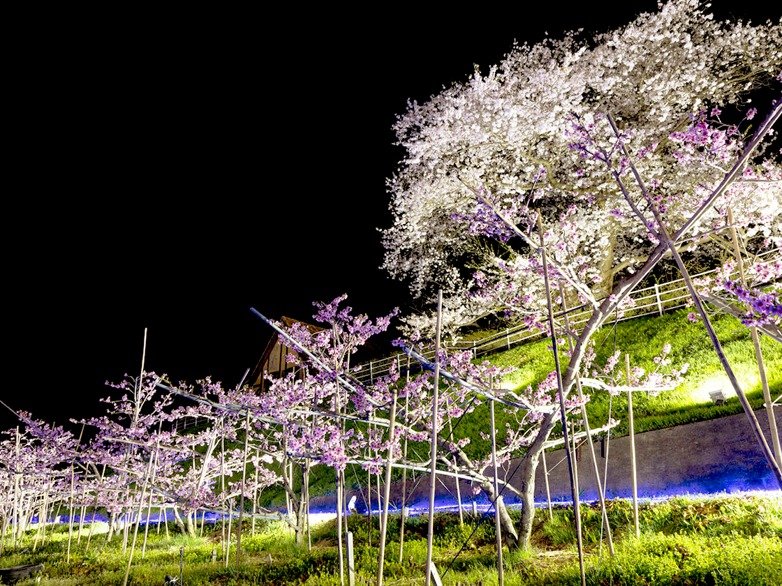 桃の花見フェスティバル