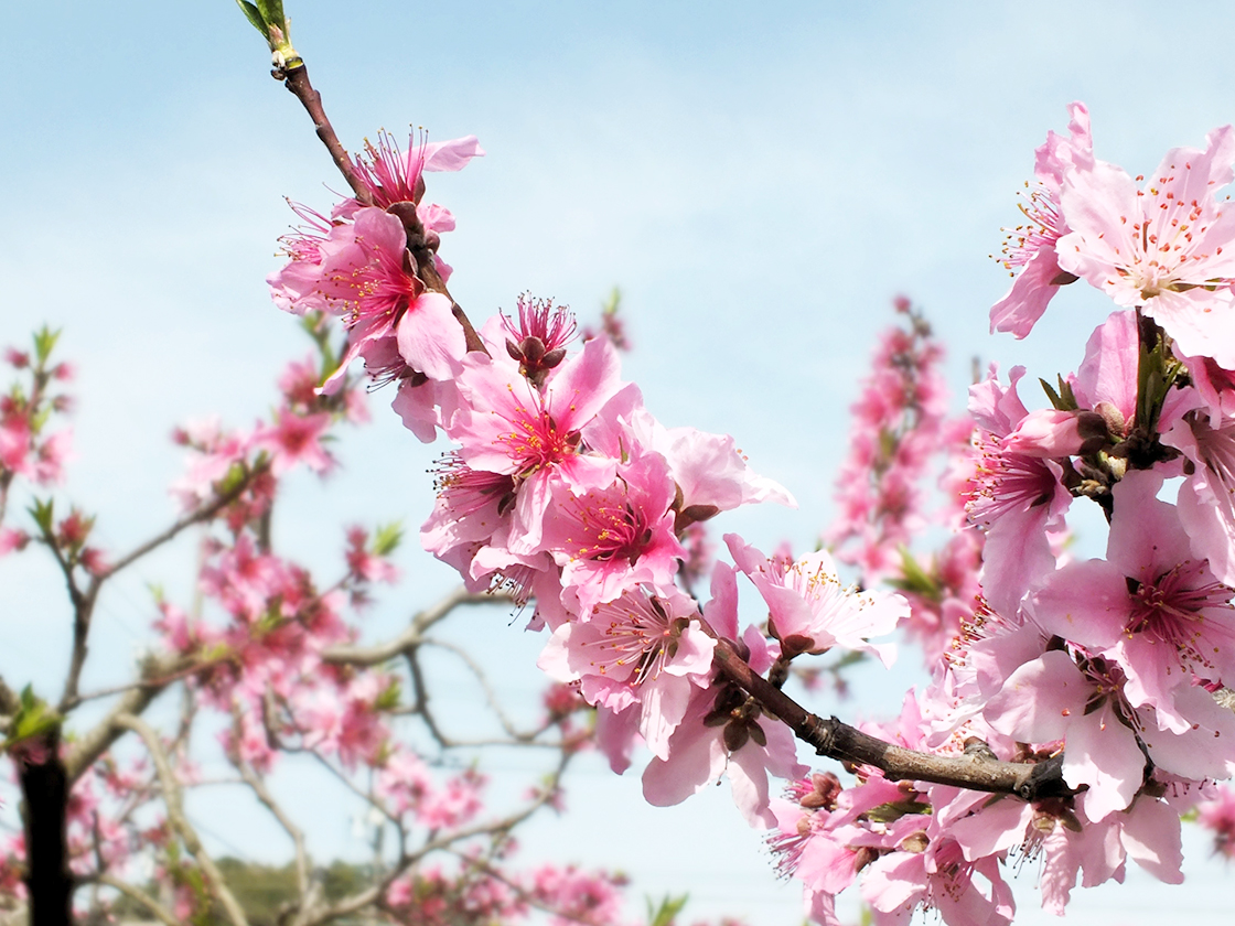 桃の花見フェスティバル