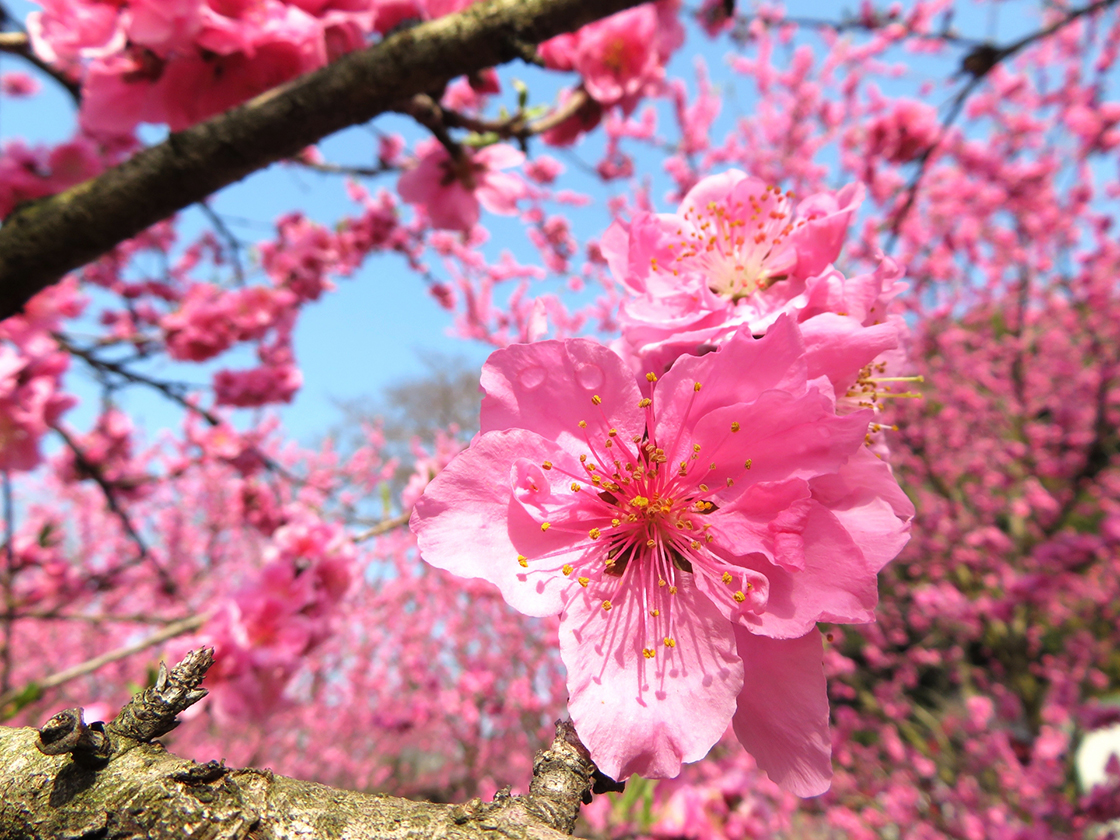 桃の花見フェスティバル