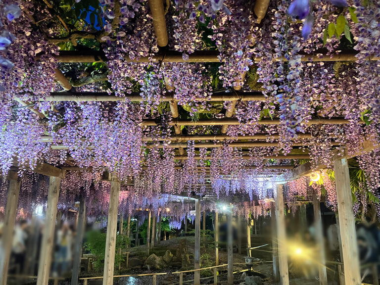 北方文化博物館 大藤棚＆八藤園ライトアップ2025