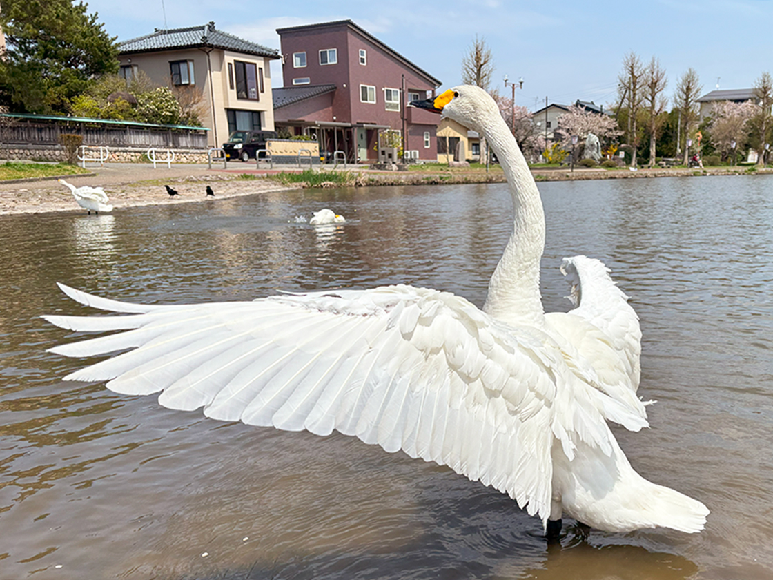瓢湖の白鳥