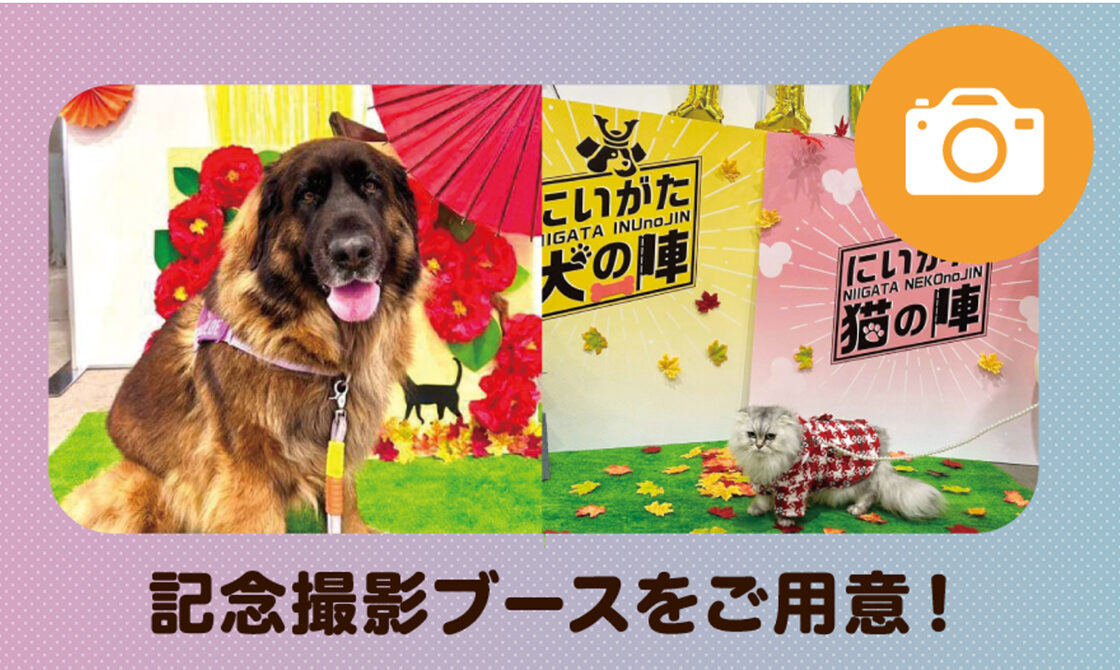 犬の陣・猫の陣