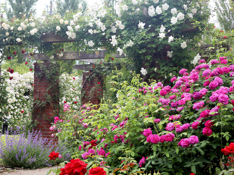 フラワーフェスティバル