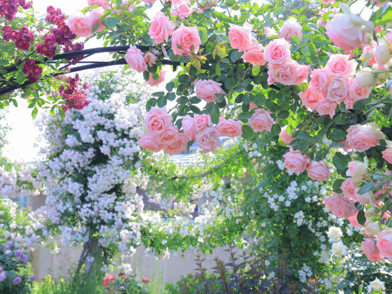 越後丘陵公園 香りのばらまつり