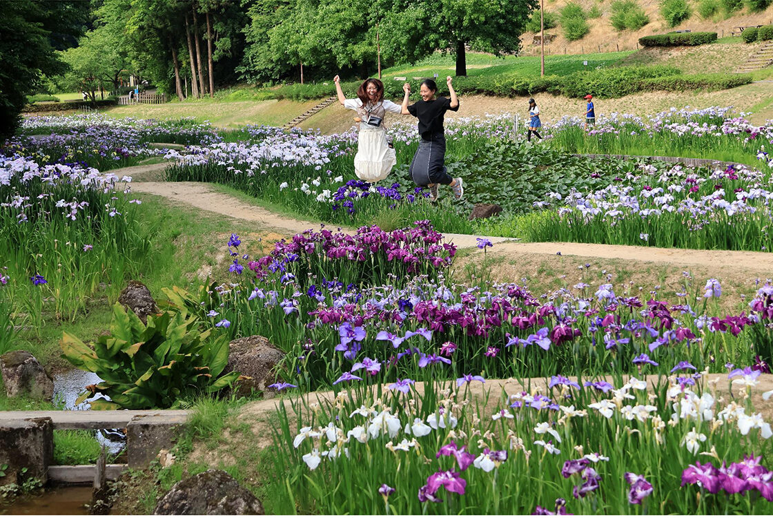 しらさぎ森林公園花菖蒲まつり