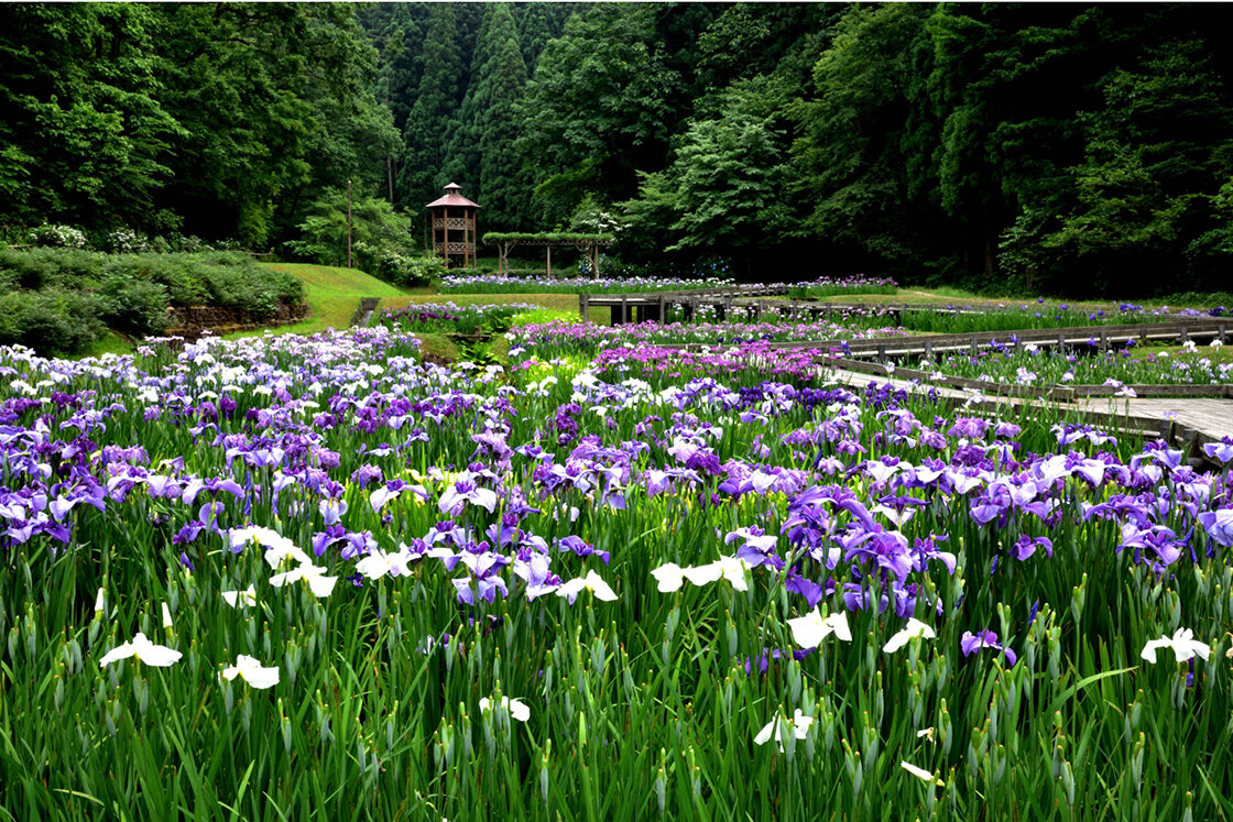 しらさぎ森林公園花菖蒲まつり